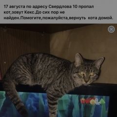 Подробнее об объявлении «Пропал кот до сих пор не Балашиха» Фото: пропала кошка  «Пропал кот до сих пор не Балашиха» в г. Балашиха