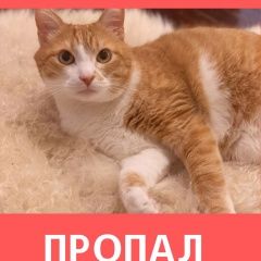 Подробнее об объявлении «Москва Пропал кот» Фото: пропала кошка  «Москва Пропал кот» в г. Москва