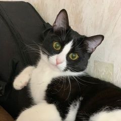 Подробнее об объявлении «Москва Пропала кошка» Фото: пропала кошка  «Москва Пропала кошка» в г. Москва