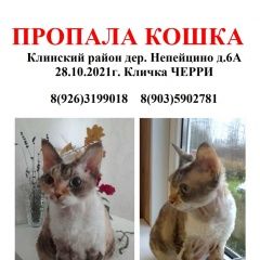 Подробнее об объявлении «Пропала кошка д. непейцино Клин» Фото: пропала кошка Девон-рекс «Пропала кошка д. непейцино Клин» в г. Клин