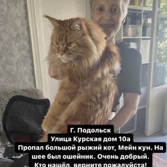 Подробнее об объявлении «Пропал кот рыжий большой мейн кун Подольск» Фото: пропала кошка Мейн-кун «Пропал кот рыжий большой мейн кун Подольск» в г. Подольск