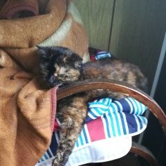 Подробнее об объявлении «Орел Пропала кошка» Фото: пропала кошка  «Орел Пропала кошка» в г. Орел