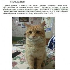 Подробнее об объявлении «Саратов Пропал кот» Фото: пропала кошка  «Саратов Пропал кот» в г. Саратов
