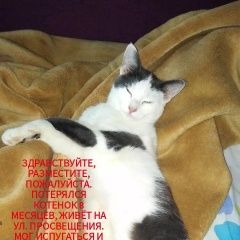 Подробнее об объявлении «Пропал кот Ростов-на-Дону» Фото: пропала кошка  «Пропал кот Ростов-на-Дону» в г. Ростов-на-Дону
