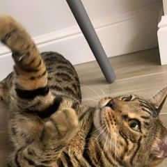 Подробнее об объявлении «Пропал кот Новосибирск» Фото: пропала кошка Бенгальская кошка «Пропал кот Новосибирск» в г. Новосибирск