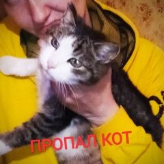Подробнее об объявлении «Москва Пропал кот мой питомец» Фото: пропала кошка  «Москва Пропал кот мой питомец» в г. Москва