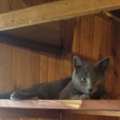 Подробнее об объявлении «Пропал кот филя Санкт-Петербург» Фото: пропала кошка  «Пропал кот филя Санкт-Петербург» в г. Санкт-Петербург