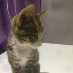 Подробнее об объявлении «Пропала кошка котенок 4-5 месяца Королев» Фото: пропала кошка  «Пропала кошка котенок 4-5 месяца Королев» в г. Королев