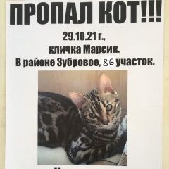 Подробнее об объявлении «Хабаровск Пропал кот бенгальский кот» Фото: пропала кошка Бенгальская кошка «Хабаровск Пропал кот бенгальский кот» в г. Хабаровск