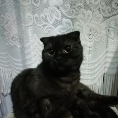 Подробнее об объявлении «Ульяновск Пропала кошка» Фото: пропала кошка  «Ульяновск Пропала кошка» в г. Ульяновск