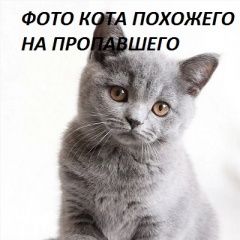 Подробнее об объявлении «Москва Пропал кот 5 мес» Фото: пропала кошка Британская короткошерстная кошка «Москва Пропал кот 5 мес» в г. Москва