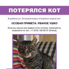 Подробнее об объявлении «Москва Пропал кот помогите найти» Фото: пропала кошка  «Москва Пропал кот помогите найти» в г. Москва