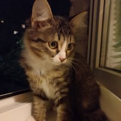 Подробнее об объявлении «Саратов Пропала кошка котёнок» Фото: пропала кошка  «Саратов Пропала кошка котёнок» в г. Саратов