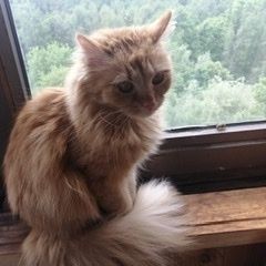 Подробнее об объявлении «Москва Пропала кошка» Фото: пропала кошка  «Москва Пропала кошка» в г. Москва