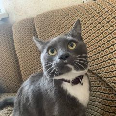 Подробнее об объявлении «Пропал кот Троицк» Фото: пропала кошка  «Пропал кот Троицк» в г. Троицк