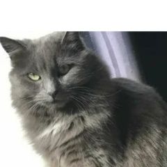 Подробнее об объявлении «Пропал кот Сосновый Бор» Фото: пропала кошка  «Пропал кот Сосновый Бор» в г. Сосновый Бор