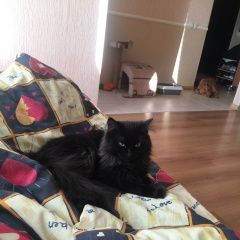 Подробнее об объявлении «Мытищи Пропала кошка» Фото: пропала кошка  «Мытищи Пропала кошка» в г. Мытищи