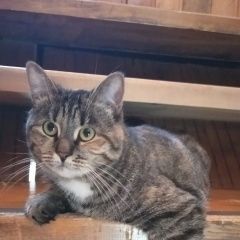 Подробнее об объявлении «Пропала кошка. Балашиха» Фото: пропала кошка  «Пропала кошка. Балашиха» в г. Балашиха