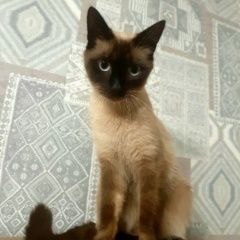 Подробнее об объявлении «Пропал кот Калининград (Кенигсберг)» Фото: пропала кошка Тайская кошка «Пропал кот Калининград (Кенигсберг)» в г. Калининград (Кенигсберг)