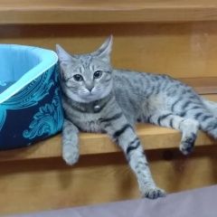 Подробнее об объявлении «Пропала кошка Балаково» Фото: пропала кошка  «Пропала кошка Балаково» в г. Балаково