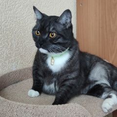 Подробнее об объявлении «Красноярск Пропал кот» Фото: пропала кошка  «Красноярск Пропал кот» в г. Красноярск