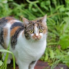 Подробнее об объявлении «Пропала кошка британка Ногинск» Фото: пропала кошка  «Пропала кошка британка Ногинск» в г. Ногинск