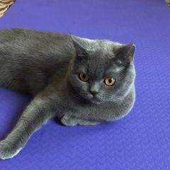 Подробнее об объявлении «Краснодар Пропала кошка» Фото: пропала кошка Британская короткошерстная кошка «Краснодар Пропала кошка» в г. Краснодар