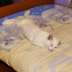 Подробнее об объявлении «Пропала кошка Мурманск» Фото: пропала кошка  «Пропала кошка Мурманск» в г. Мурманск