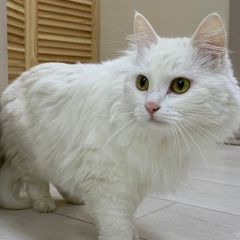 Подробнее об объявлении «Москва Пропала кошка» Фото: пропала кошка  «Москва Пропала кошка» в г. Москва