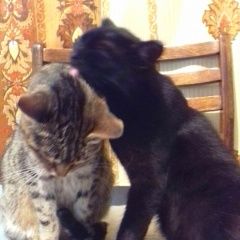 Подробнее об объявлении «Пропала кошка розыск двух кошек Тюмень» Фото: пропала кошка  «Пропала кошка розыск двух кошек Тюмень» в г. Тюмень