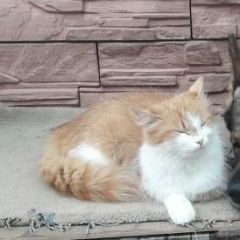 Подробнее об объявлении «Пропала кошка Липецк» Фото: пропала кошка  «Пропала кошка Липецк» в г. Липецк