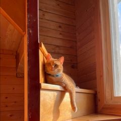 Подробнее об объявлении «Пропал кот Зеленоград» Фото: пропала кошка  «Пропал кот Зеленоград» в г. Зеленоград