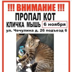 Подробнее об объявлении «Москва Пропал кот серый, в полоску, шпрота.» Фото: пропала кошка  «Москва Пропал кот серый, в полоску, шпрота.» в г. Москва