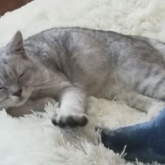 Подробнее об объявлении «Пропал кот Энгельс» Фото: пропала кошка Британская короткошерстная кошка «Пропал кот Энгельс» в г. Энгельс