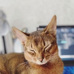 Подробнее об объявлении «Пропал кот абиссинской породы Сочи» Фото: пропала кошка Абиссинская кошка «Пропал кот абиссинской породы Сочи» в г. Сочи