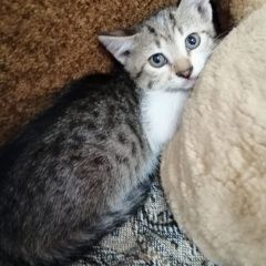 Подробнее об объявлении «Пропала кошка домашняя Астрахань» Фото: пропала кошка  «Пропала кошка домашняя Астрахань» в г. Астрахань