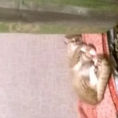 Подробнее об объявлении «Пропала кошка она была маленькая Сертолово» Фото: пропала кошка  «Пропала кошка она была маленькая Сертолово» в г. Сертолово