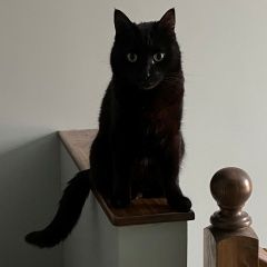 Подробнее об объявлении «Пропал кот Королев» Фото: пропала кошка  «Пропал кот Королев» в г. Королев