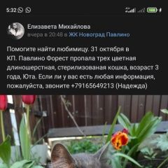 Подробнее об объявлении «Пропала кошка помогите найти красуню Балашиха» Фото: пропала кошка  «Пропала кошка помогите найти красуню Балашиха» в г. Балашиха