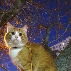 Подробнее об объявлении «Москва Пропала кошка кот.» Фото: пропала кошка  «Москва Пропала кошка кот.» в г. Москва