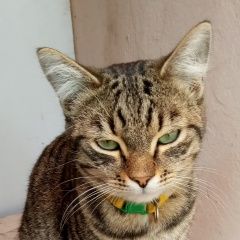 Подробнее об объявлении «Пропал кот серый котик. Симферополь» Фото: пропала кошка  «Пропал кот серый котик. Симферополь» в г. Симферополь