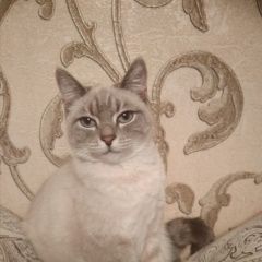 Подробнее об объявлении «Пропала кошка 13 ноября Новосибирск» Фото: пропала кошка  «Пропала кошка 13 ноября Новосибирск» в г. Новосибирск