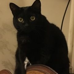 Подробнее об объявлении «Москва Пропала кошка» Фото: пропала кошка  «Москва Пропала кошка» в г. Москва