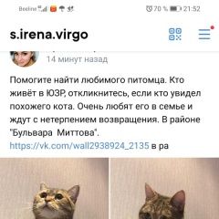 Подробнее об объявлении «Пропал кот Чебоксары» Фото: пропала кошка Скоттиш страйт (шотландская прямоухая) «Пропал кот Чебоксары» в г. Чебоксары