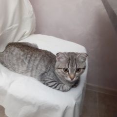 Подробнее об объявлении «Пропала кошка Иваново» Фото: пропала кошка  «Пропала кошка Иваново» в г. Иваново