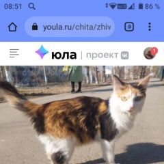 Подробнее об объявлении «Пропала кошка за вознаграждение. Чита» Фото: пропала кошка  «Пропала кошка за вознаграждение. Чита» в г. Чита