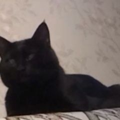Подробнее об объявлении «Пропала кошка Калуга» Фото: пропала кошка  «Пропала кошка Калуга» в г. Калуга