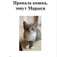 Подробнее об объявлении «Пропала кошка Солнечногорск» Фото: пропала кошка  «Пропала кошка Солнечногорск» в г. Солнечногорск