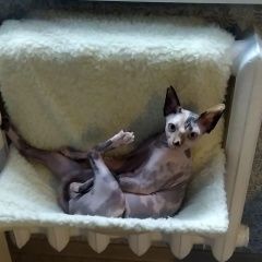 Подробнее об объявлении «Пропала кошка канадского сфинкса Минск» Фото: пропала кошка Канадский сфинкс «Пропала кошка канадского сфинкса Минск» в г. Минск