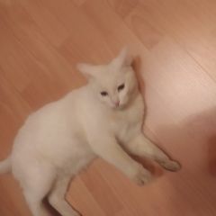 Подробнее об объявлении «Ярославль Пропал кот» Фото: пропала кошка  «Ярославль Пропал кот» в г. Ярославль